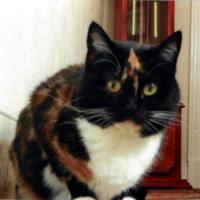 The Digglers' Cats ~ Holly