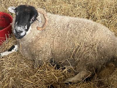 The Digglers' Sheep ~ Bumble