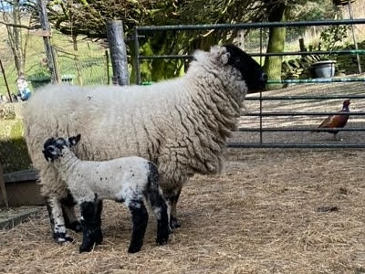 The Digglers' Sheep ~ Murgatroyd