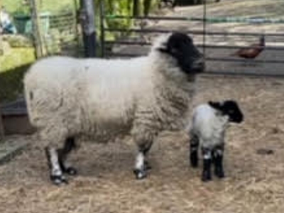 The Digglers' Sheep ~ Murgatroyd The Digglers' Sheep ~ Murgatroyd