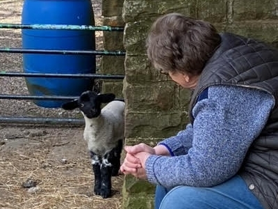 The Digglers' Sheep ~ Murgatroyd