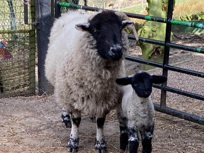 The Digglers' Sheep ~ Murgatroyd The Digglers' Sheep ~ Murgatroyd