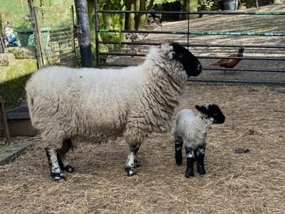 The Digglers' Sheep ~ Murgatroyd The Digglers' Sheep ~ Murgatroyd