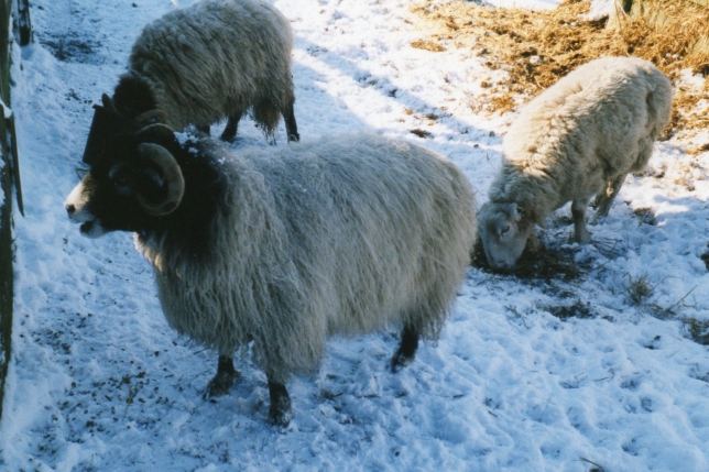 The Digglers' Sheep ~ Rambo and Tish