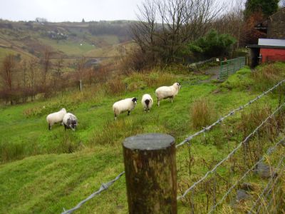 The Digglers' Lady Mary Memorial Wood