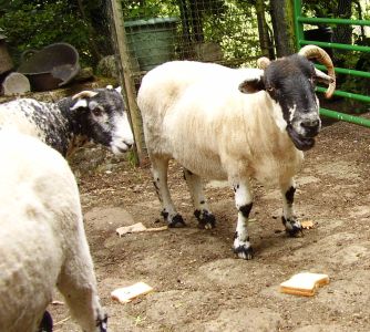 The Digglers' Sheep Sheering