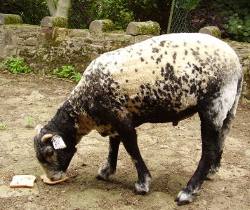 The Digglers' Sheep Sheering