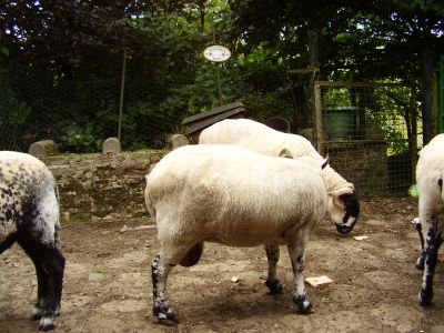 The Digglers' Sheep Sheering