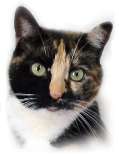 The Digglers' Cat ~ Simba The Cat